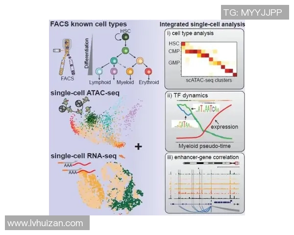 杭州排球队技术分析与战术创新的深度探讨与展望
